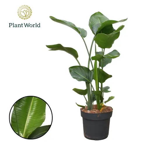 Strelitzia Nicolai T24 H100