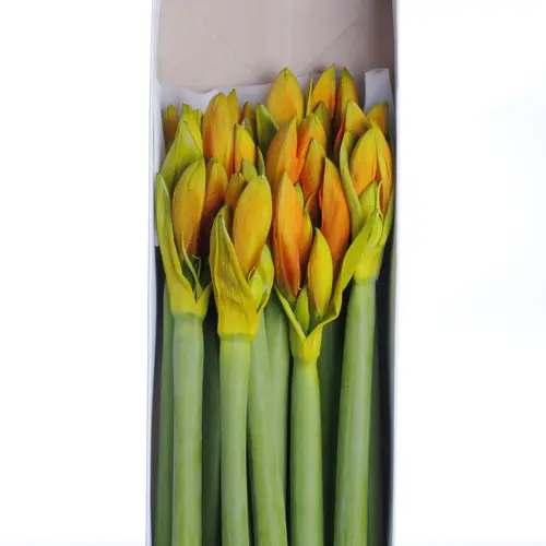 Amaryllis Krt.orange gefärbt X12
