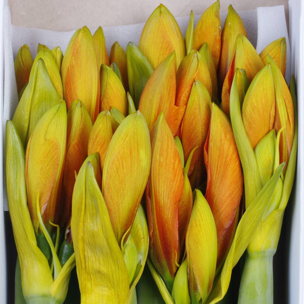 Amaryllis Krt.orange gefärbt X12