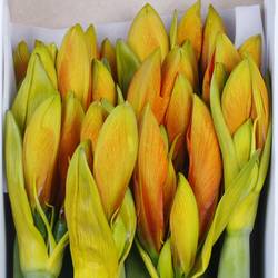 Amaryllis Krt.orange gefärbt X12