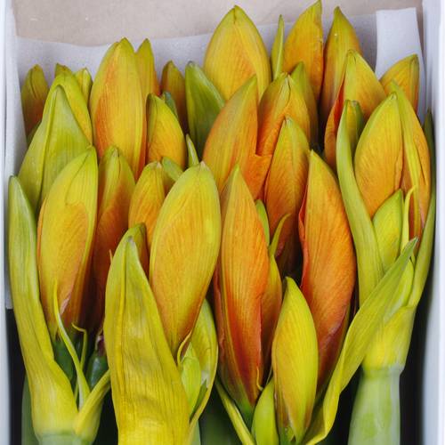 Amaryllis Krt.orange gefärbt X12