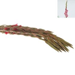 Gladiole pink Cantate 90cm