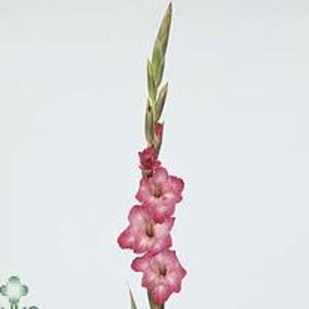 Gladiole pink Cantate 90cm