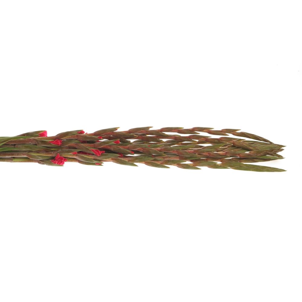 Gladiole pink Cantate 90cm