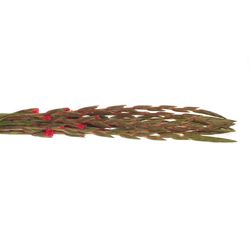 Gladiole pink Cantate 90cm