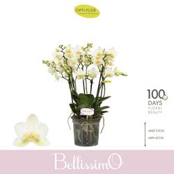 Phal.4-R weiss Bellisimo Bella T15 H050