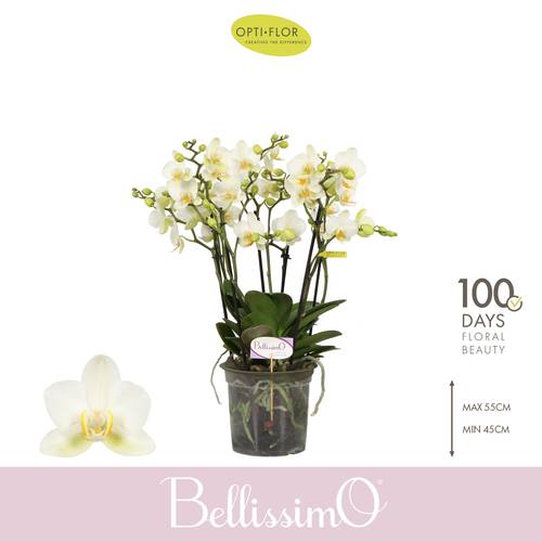 Phal.4-R weiss Bellisimo Bella T15 H050