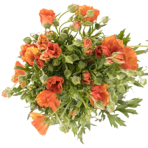 Ranunkel Butterfly orange 55cm