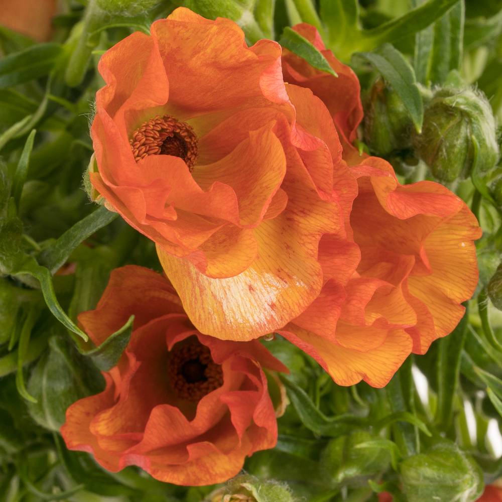 Ranunkel Butterfly orange 55cm