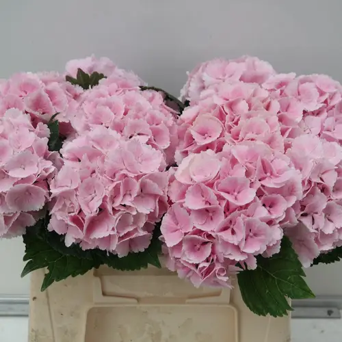 Hortensie rosa Lolly Pop Bol 14cm 40cm