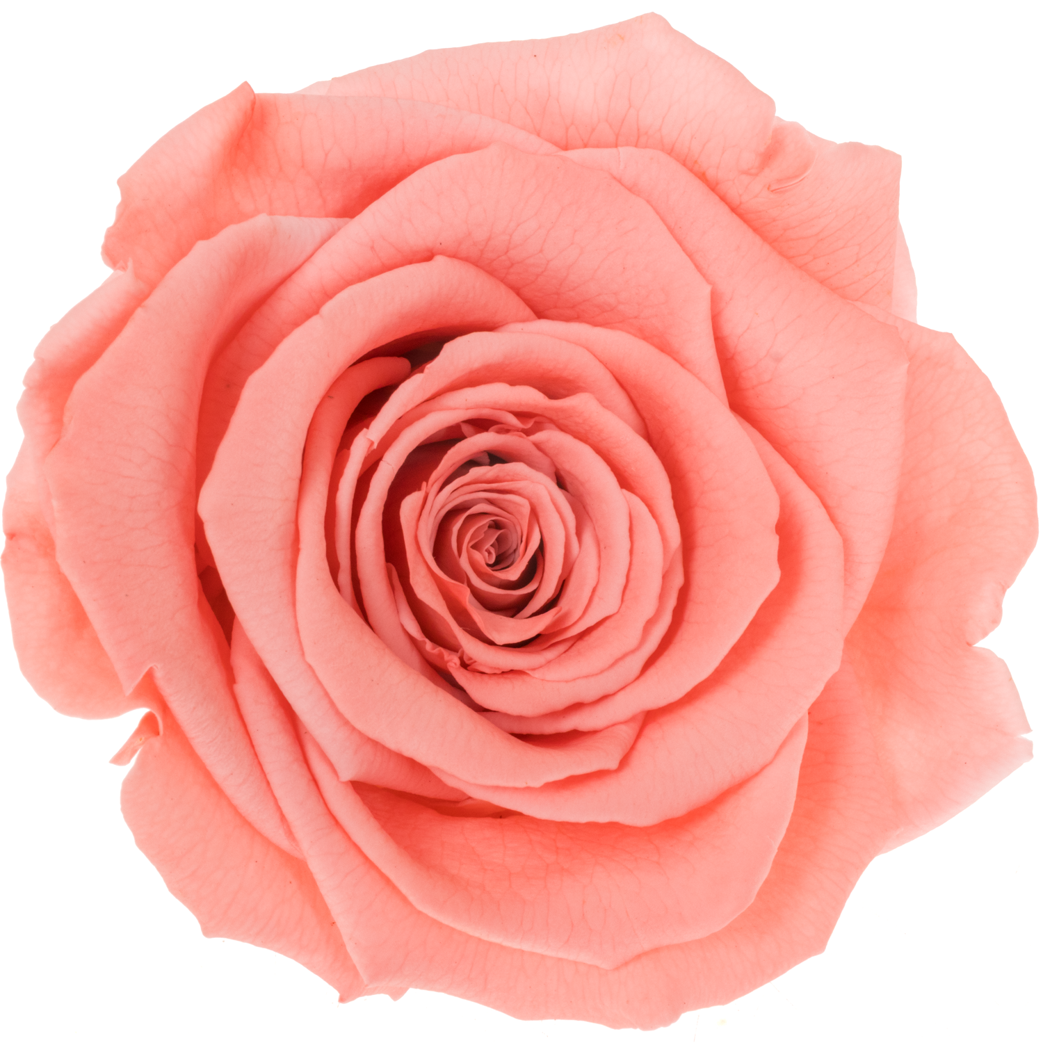 Präparierte Rose lachs Bic-09