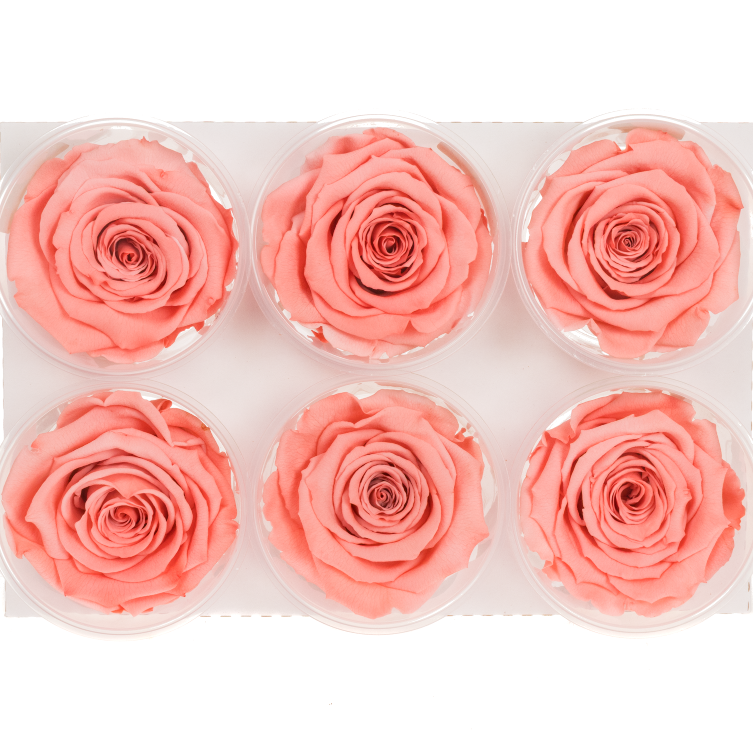 Präparierte Rose lachs Bic-09