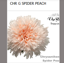 Chrys.Deko apricot Spider Peach gefärbt
