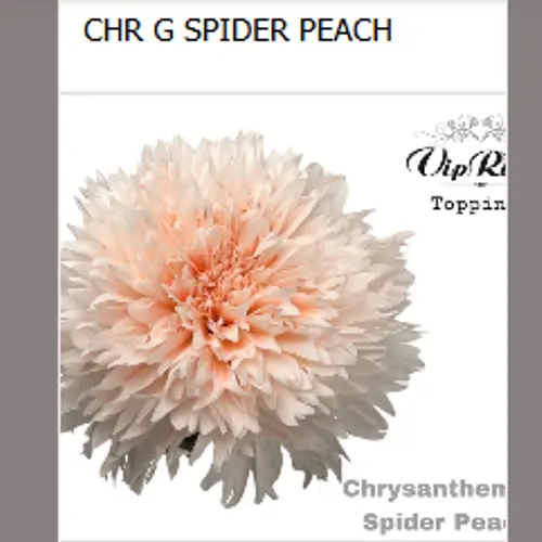 Chrys.Deko apricot Spider Peach gefärbt