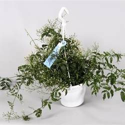 Jasmin Ampel T17 H050