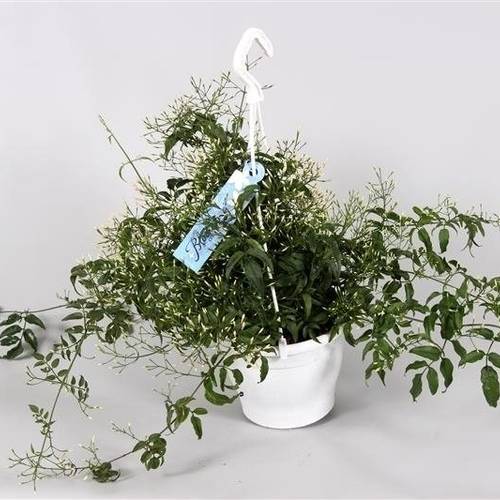Jasmin Ampel T17 H050