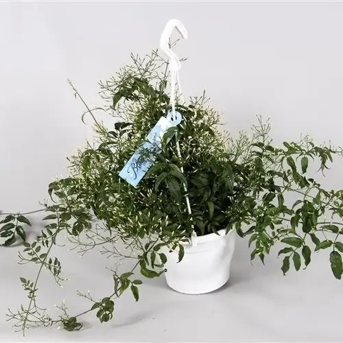 Jasmin Ampel T17 H050