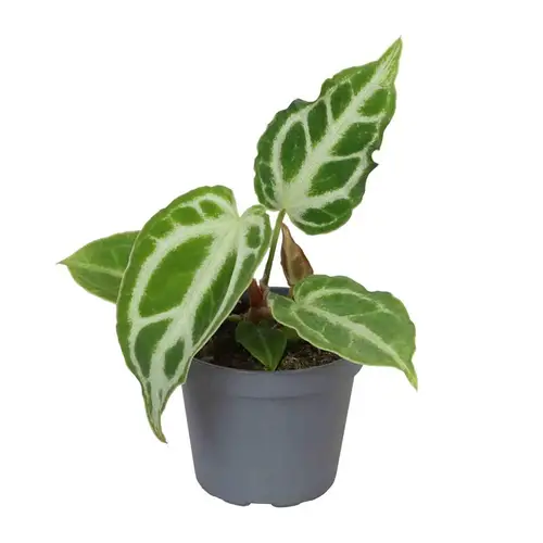 Anthurium Clarinervium Crystal Hope T06 H012