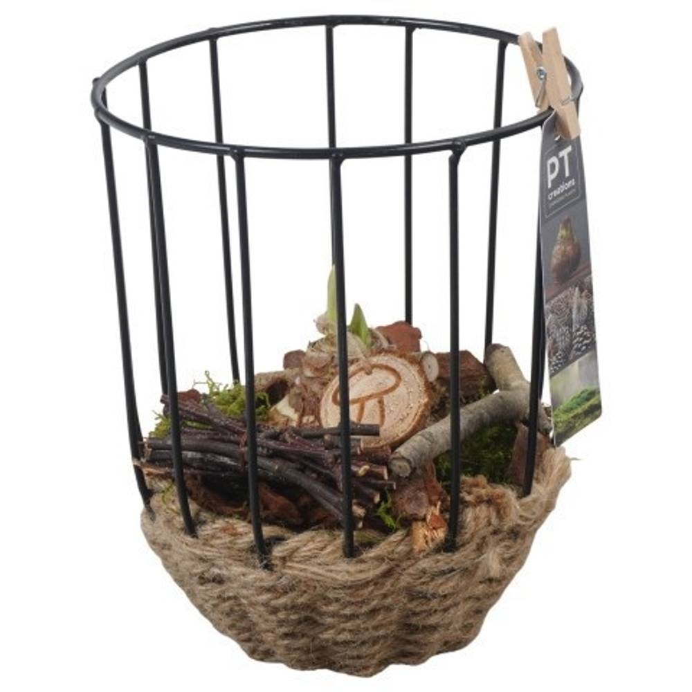 Amaryl.Arr PTAA7558 rote Bl. T16 H024