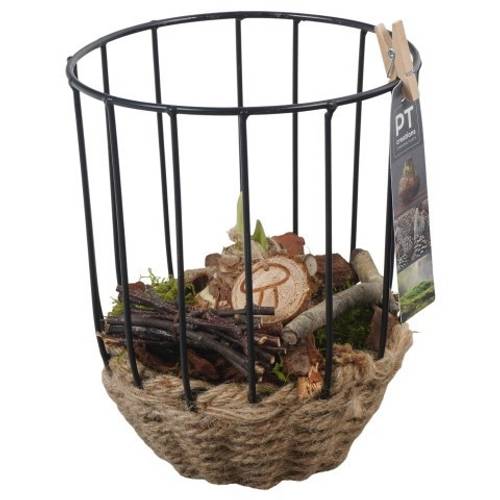 Amaryl.Arr PTAA7558 rote Bl. T16 H024