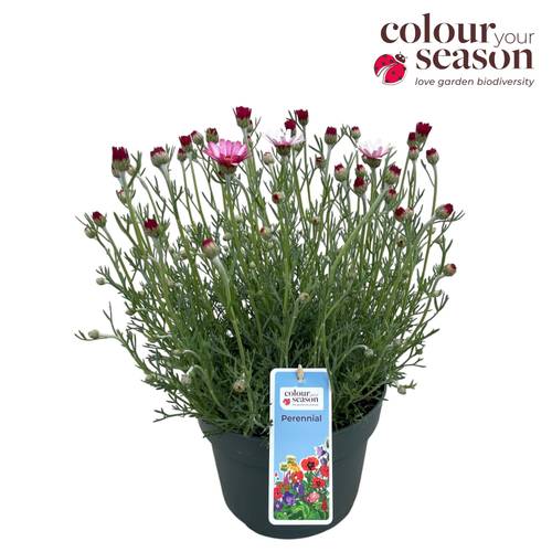 Rhodanthemum rosa Marrakech T19 H035