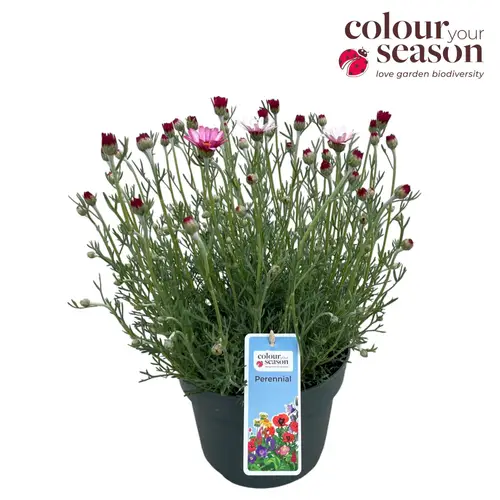 Rhodanthemum rosa Marrakech T19 H035