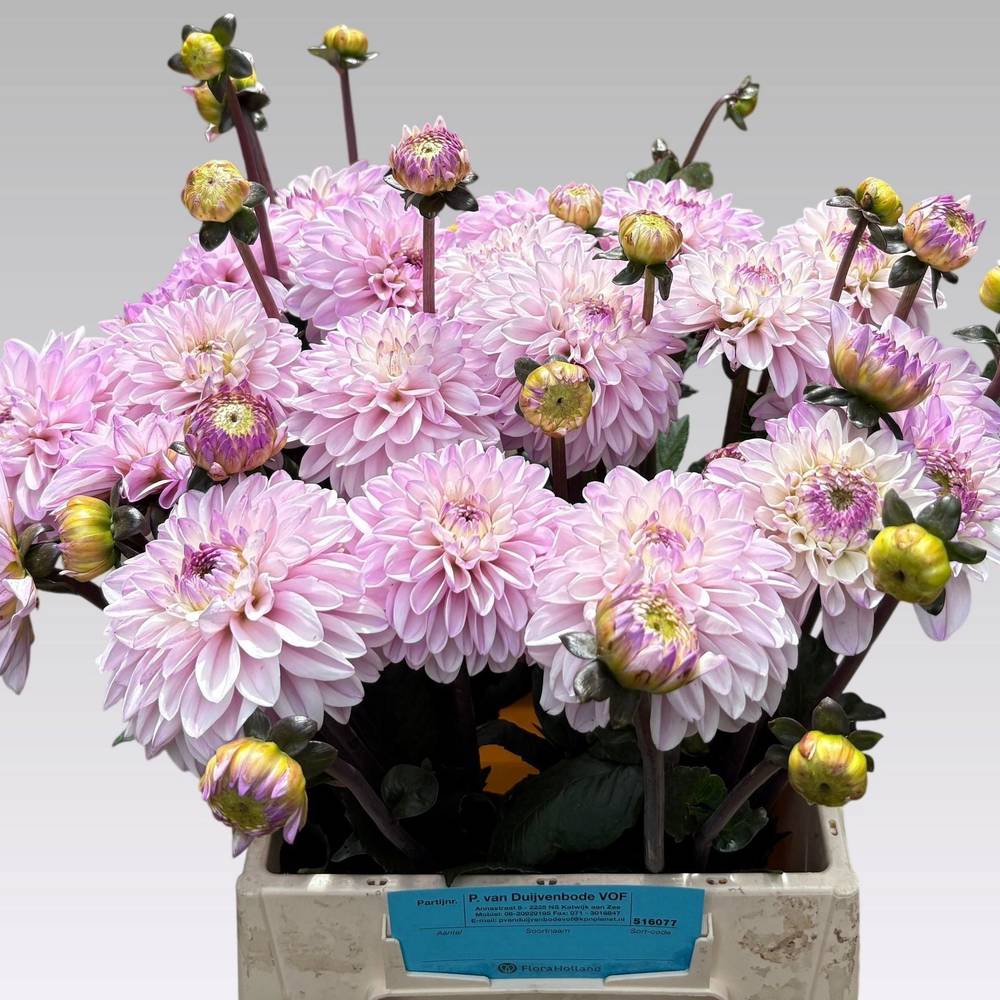Dahlia hell rosa Espacio 50cm