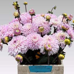 Dahlia hell rosa Espacio 50cm