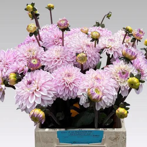 Dahlia hell rosa Espacio 50cm