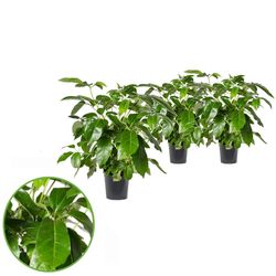 Schefflera Actinophylla T21 H80