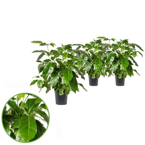 Schefflera Actinophylla T21 H80