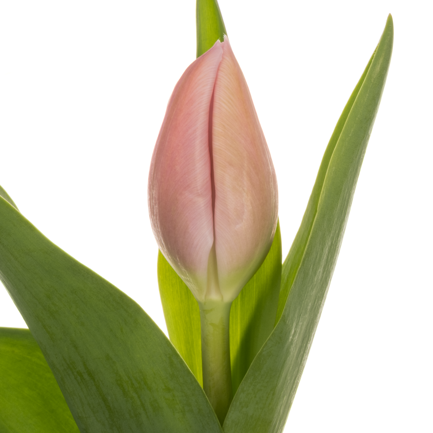 Tulpe rosa Signum 44 Gramm