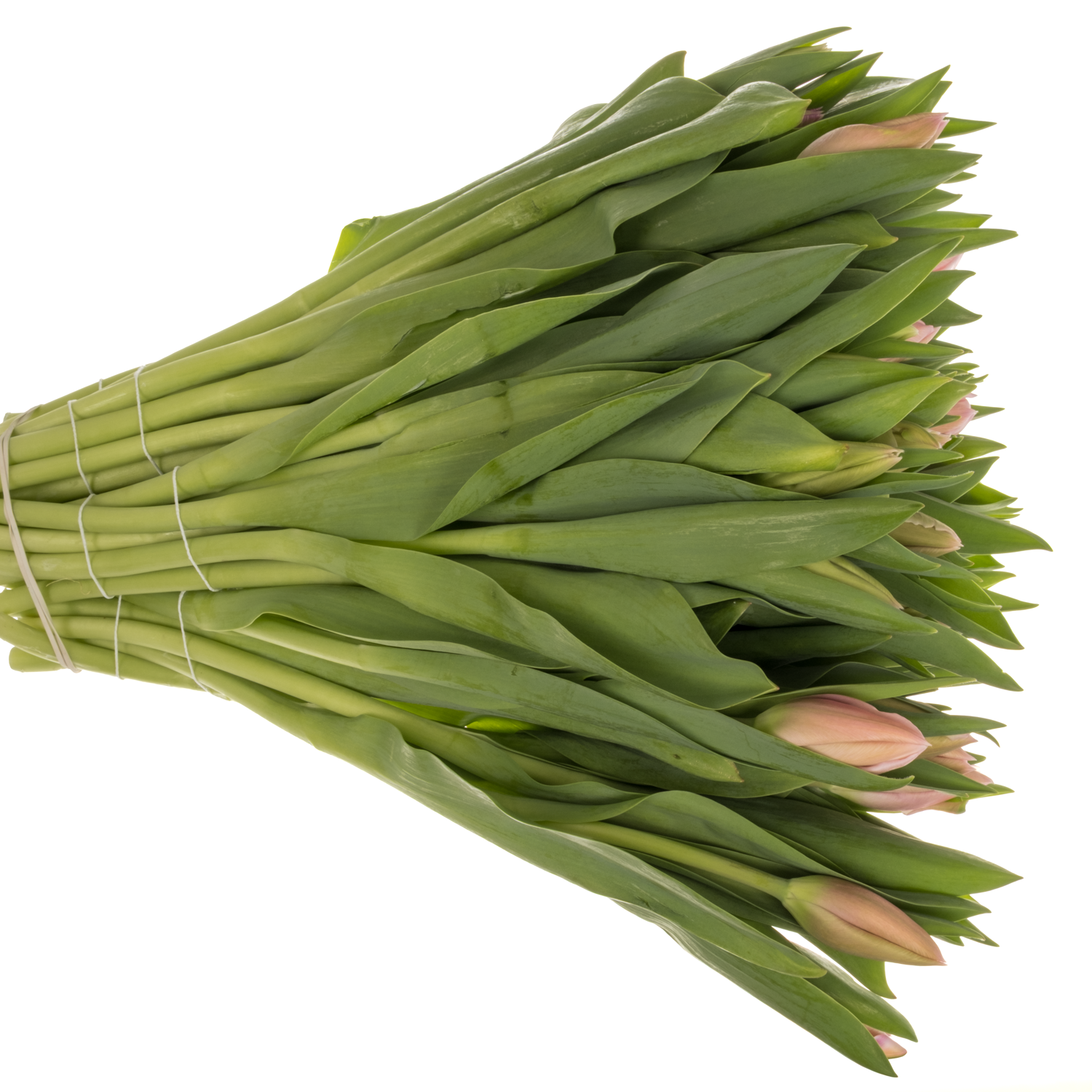 Tulpe rosa Signum 44 Gramm