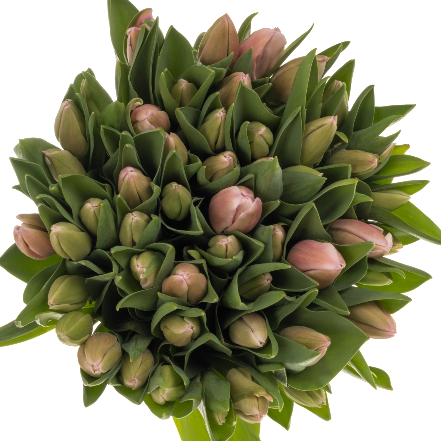 Tulpe rosa Signum 44 Gramm