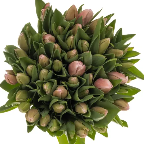 Tulpe rosa Signum 44 Gramm