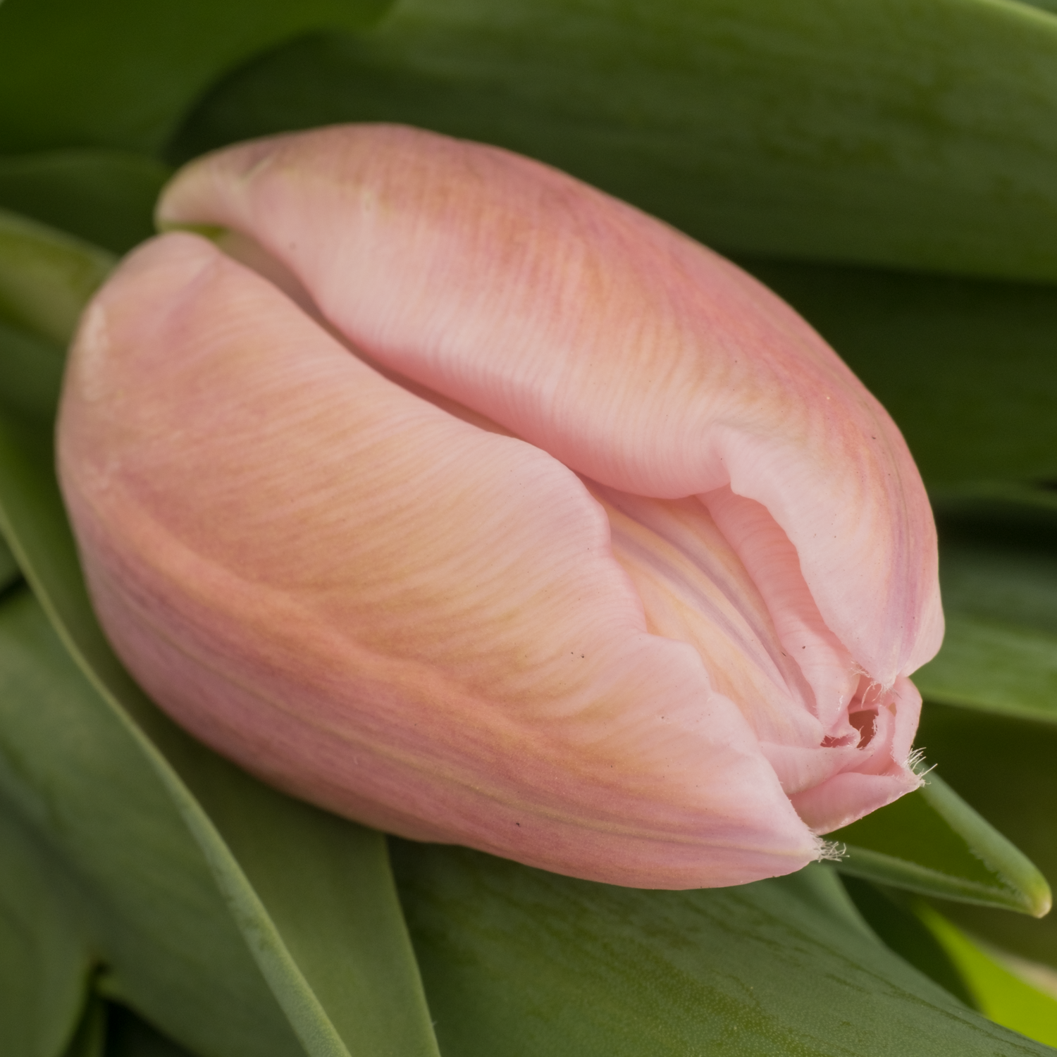 Tulpe rosa Signum 44 Gramm