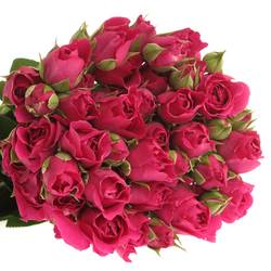 Rose Freiland fuchsia Carat 4+Blüte 50cm