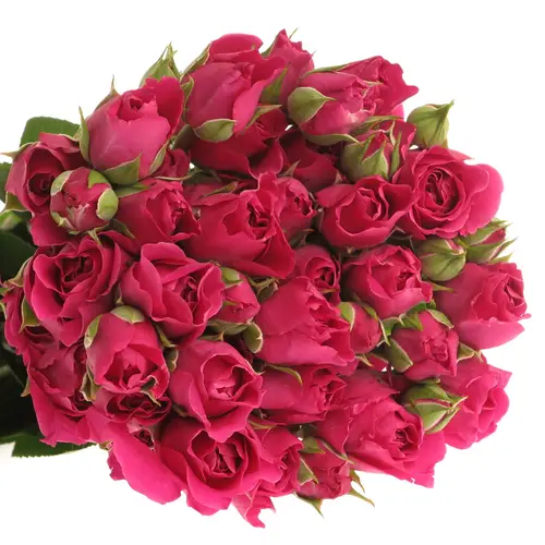 Rose Freiland fuchsia Carat 4+Blüte 50cm