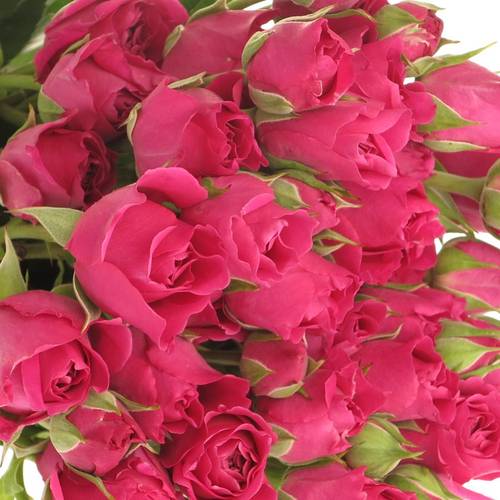 Rose Freiland fuchsia Carat 4+Blüte 50cm