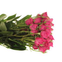 Rose Freiland fuchsia Carat 4+Blüte 50cm