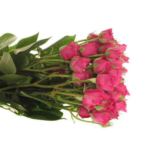 Rose Freiland fuchsia Carat 4+Blüte 50cm