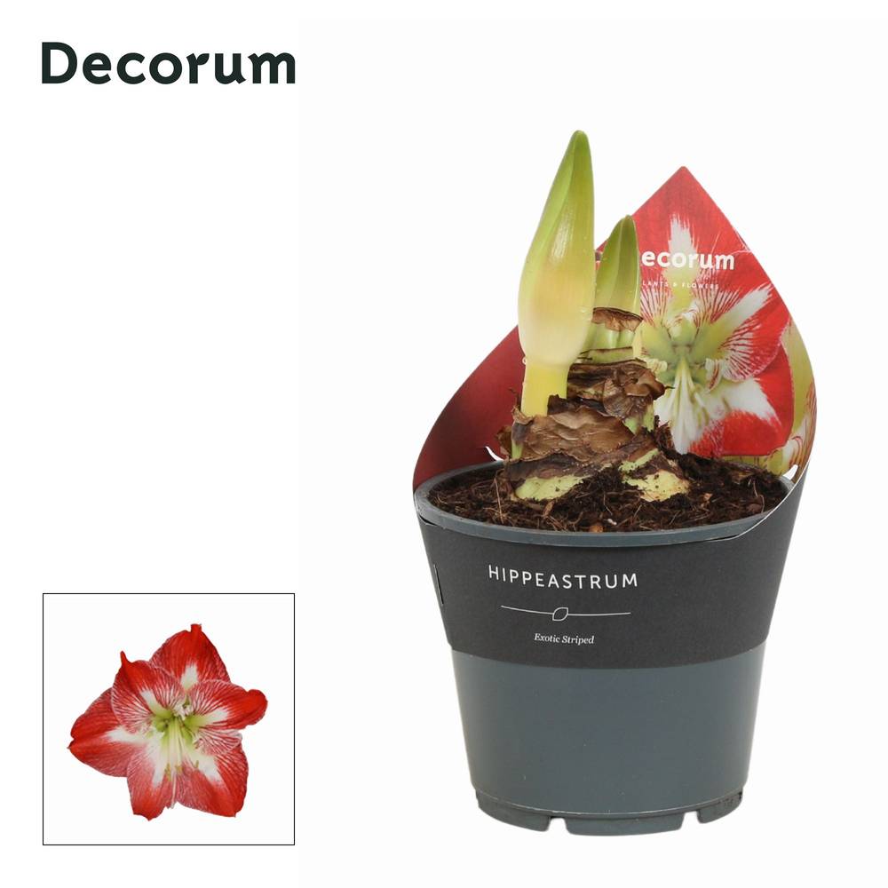 Amaryllis 2er Exotic Striped T14 H025
