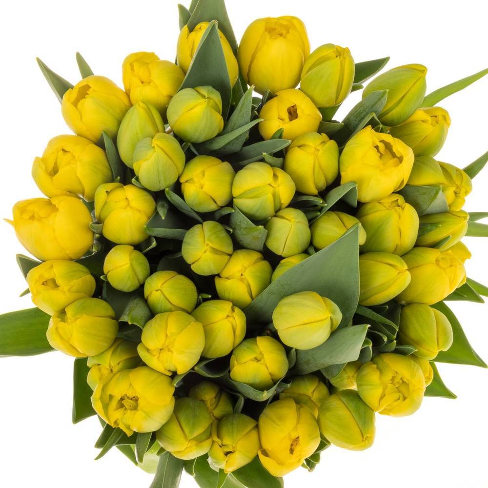 Tulpe gelb Double Trouble 40 Gram