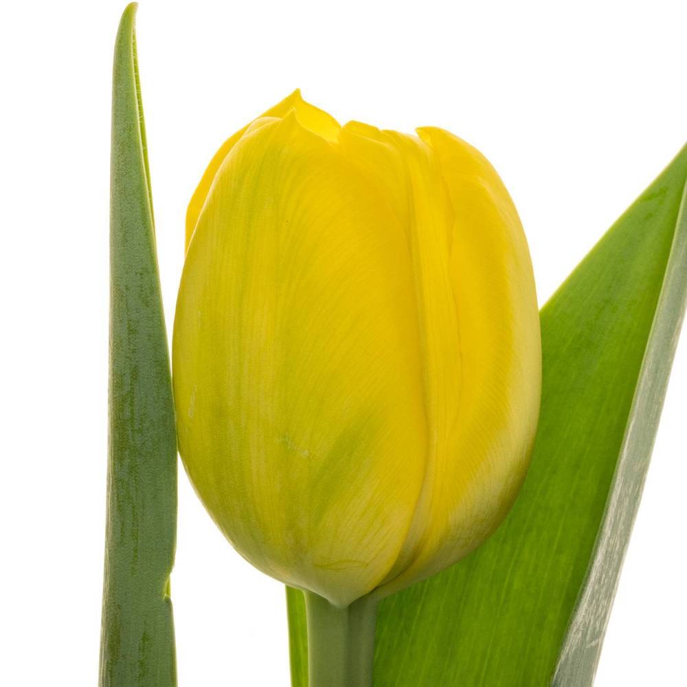 Tulpe gelb Double Trouble 40 Gram