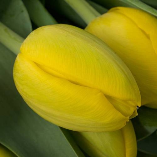 Tulpe gelb Double Trouble 40 Gram