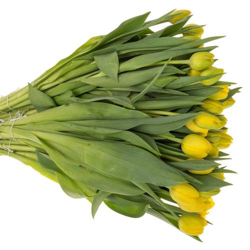 Tulpe gelb Double Trouble 40 Gram
