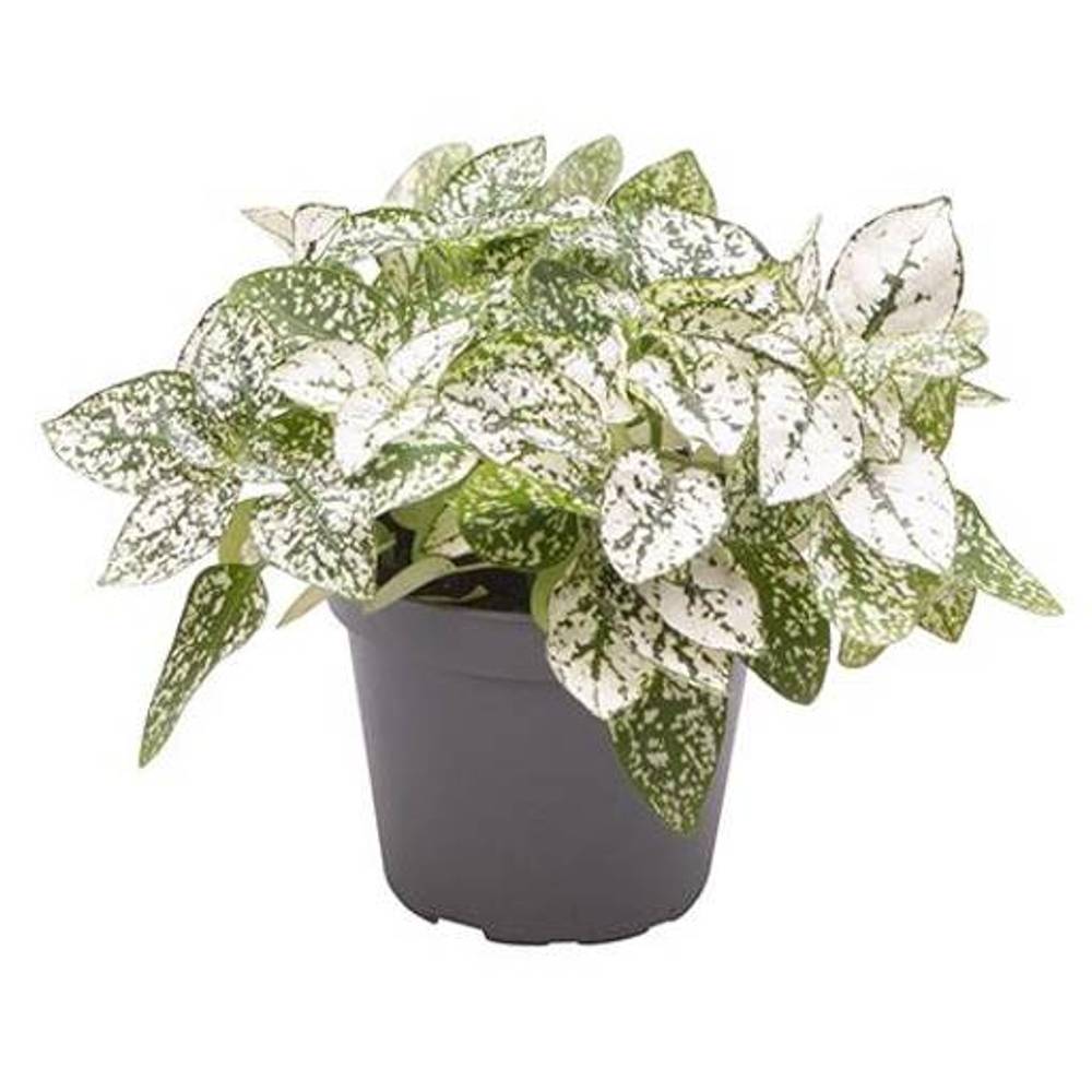 Hypoestes Phyllostachya weiss T6 H10