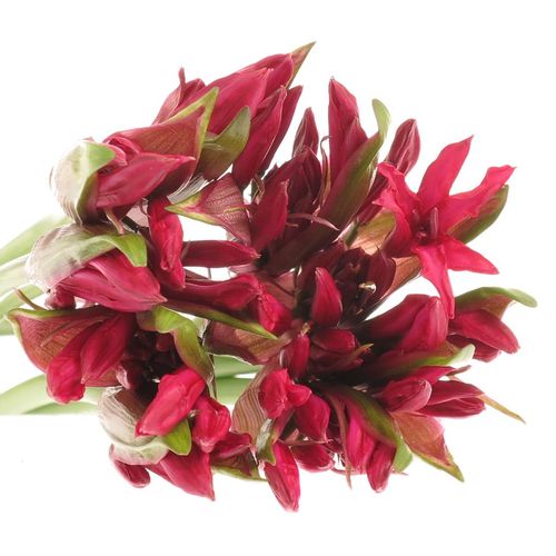 Nerine rot Lydia 60cm