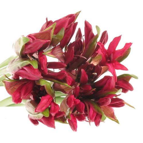 Nerine rot Lydia 60cm