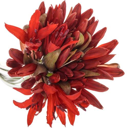 Nerine rot Lydia 60cm